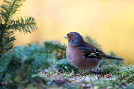 ChaffinchFringilla Coelebs