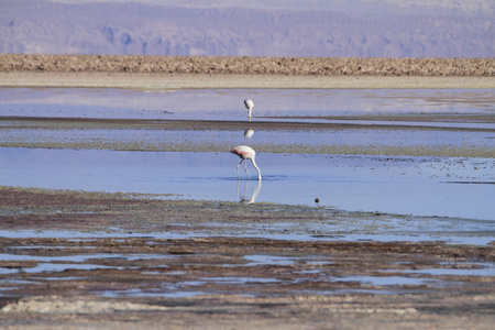 在佛兰明高储备在阿塔卡马 salar de flamengos