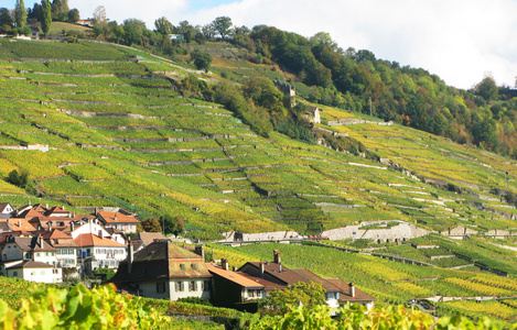 瑞士拉沃葡萄园小地区著名的葡萄园