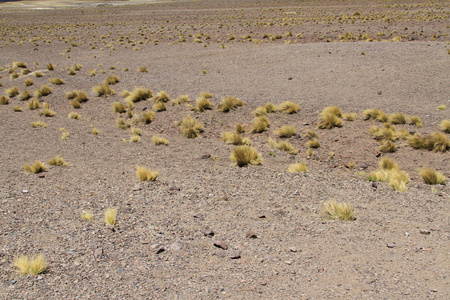 salar de 阿塔卡马