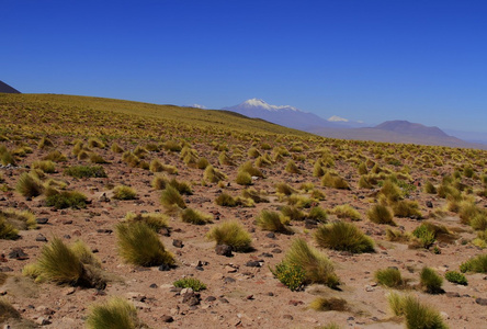 salar de 阿塔卡马