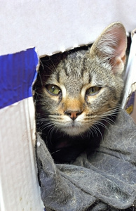 在纸箱中的猫