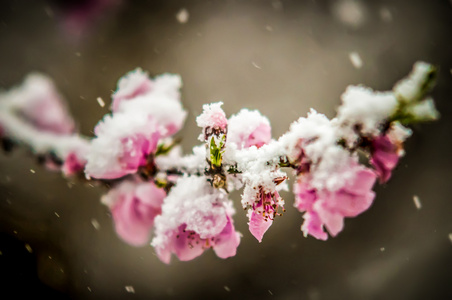 桃花雪