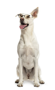 杂交种狗坐在和戴眼镜，白色背景