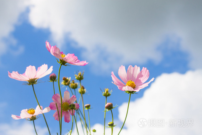 蓝多云的天空背景上的春天的花朵