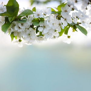 盛开的樱花树枝