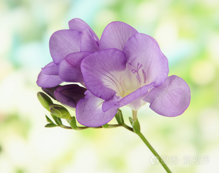 紫色小苍兰花,绿色背景