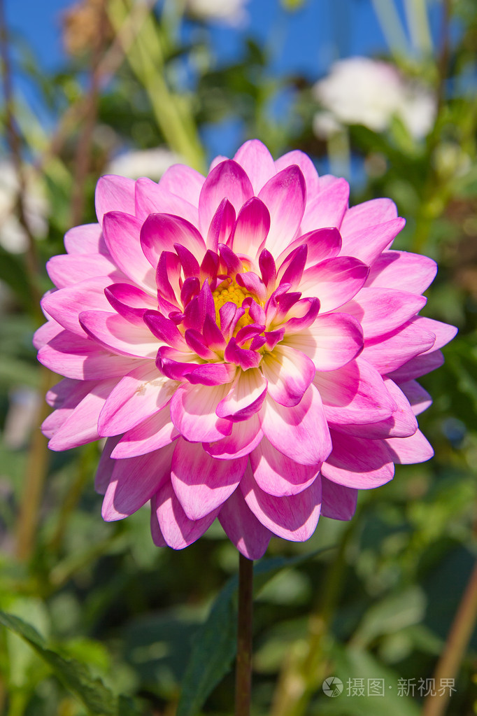 大丽花花jpg