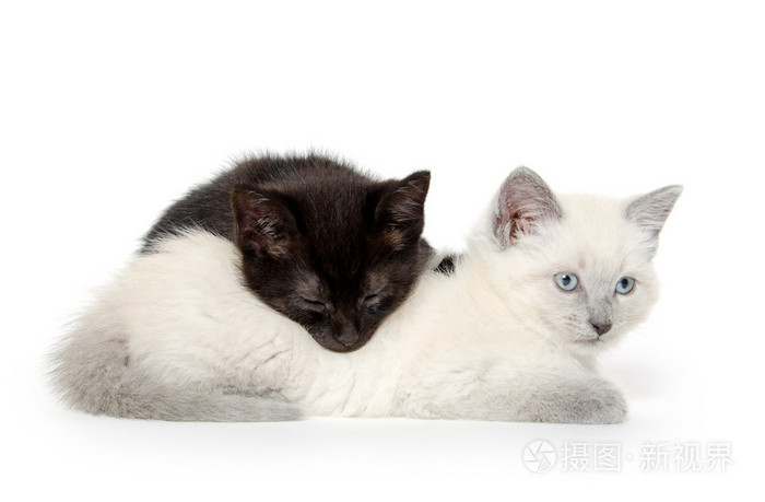 两个可爱的小猫