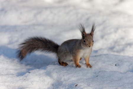 松鼠在雪地上