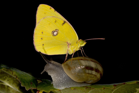 黄蝶落在一只蜗牛