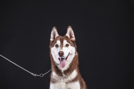 西伯利亚雪橇犬