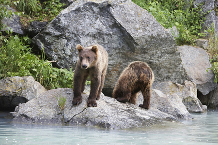两个棕熊在河旁边