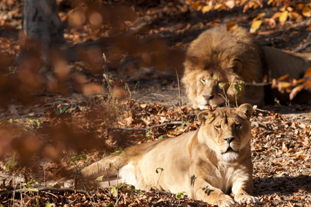 狮子和 lionesse