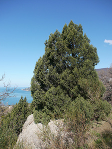 树 天空和岩石