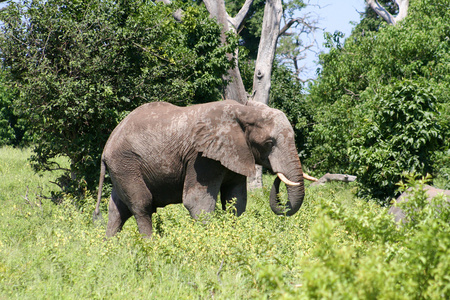 一群大象在其自然栖息地