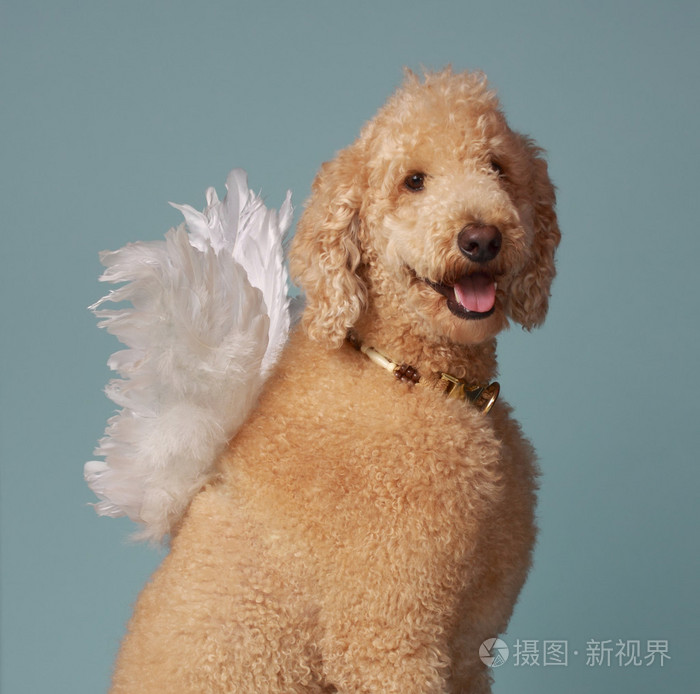 可爱天使的狮子狗