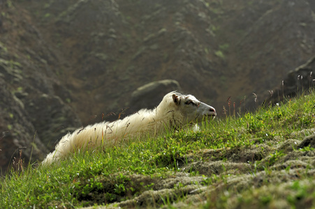 在山的羊
