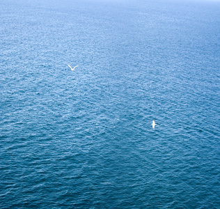 海。海鸥。背景