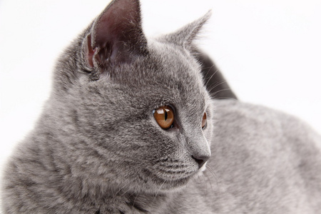 可爱的灰色猫咪