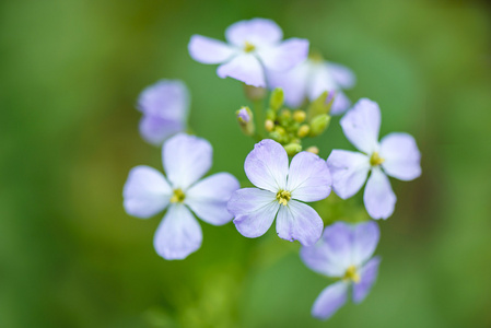 樱花花