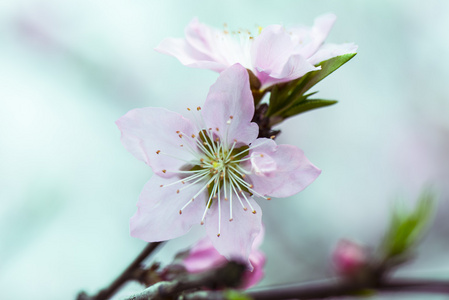 樱花花