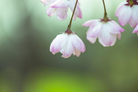 樱花花