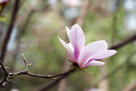 玉兰苞花