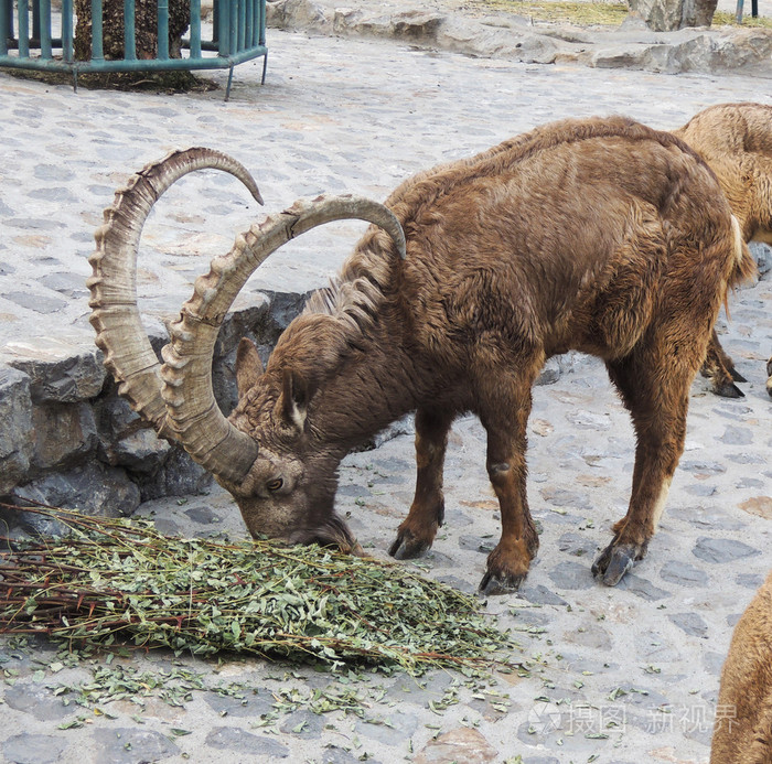 在动物园中西伯利亚ibex