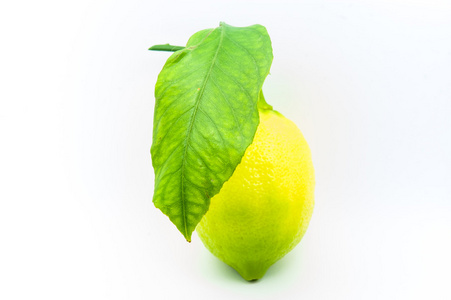本土成长的柠檬