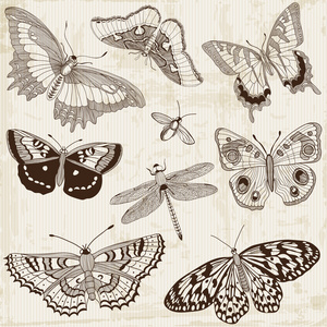 向量组 书法蝴蝶的设计元素和页面装饰