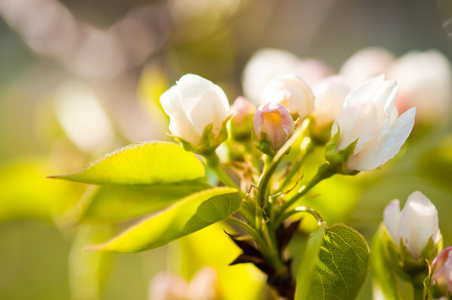 苹果树在春天盛开的分支