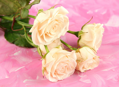 美丽的奶油玫瑰特写，颜色背景上