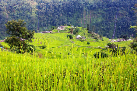 稻田和村庄在安纳布尔纳 nountains尼泊尔