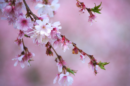 可爱的粉色樱花