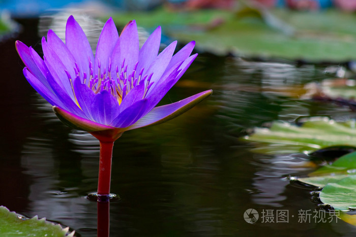 紫莲花