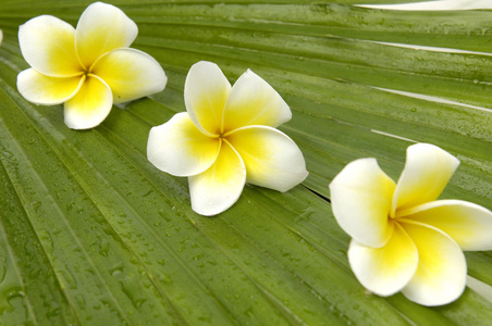 素馨花棕榈叶上