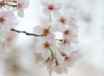 樱花花