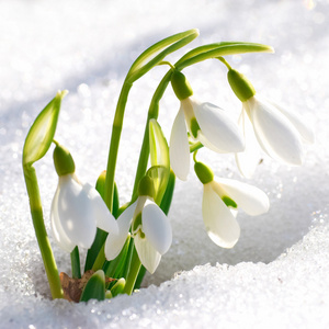 雪花莲的春天的花朵