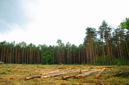 砍伐森林的图片