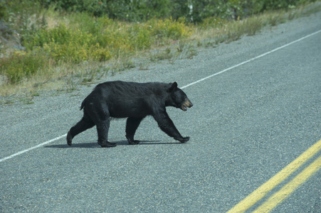 在阿拉斯加英国哥伦比亚过马路一只黑熊