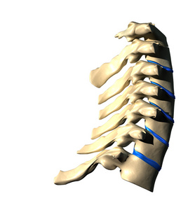 颈椎横向视图侧视图