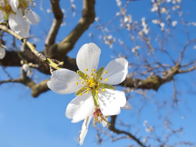 白樱桃花