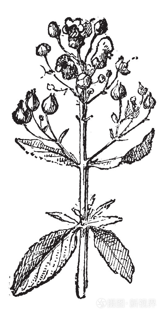 玄参或scrophularia复古雕刻