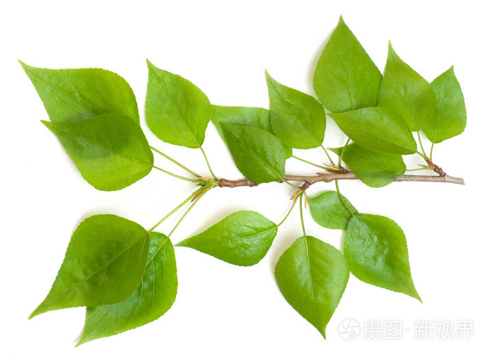 杨树枝在白色背景上