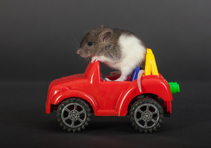 大鼠上一辆玩具车