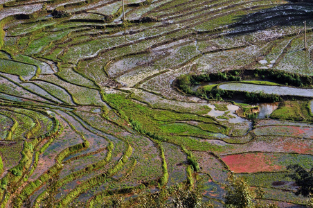 在沙巴，越南北部的水稻梯田