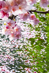 美丽的花朵背景