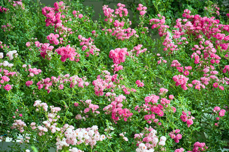 在花园里的玫瑰花圃