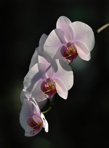 杜鹃花 鲜花 植物学 植物园